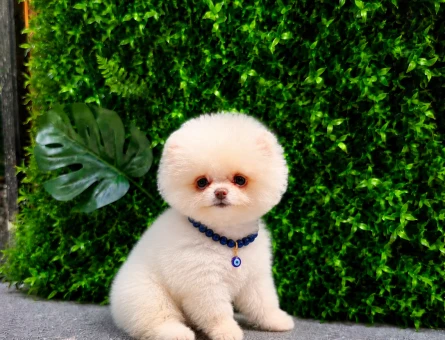 Premium Baby Face Pomeranian Boo | Show Kalite | Ruhsatlı Üretim - 5743