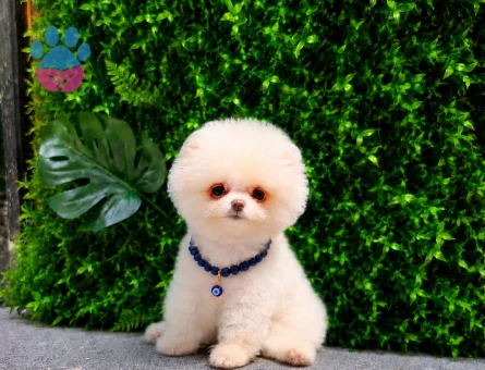 Premium Baby Face Pomeranian Boo | Show Kalite | Ruhsatlı Üretim