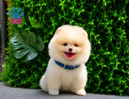 Premium Teddy Face Pomeranian Boo Erkek | Ruhsatlı Üretim | Show Kalite - 5745 - Görsel 3