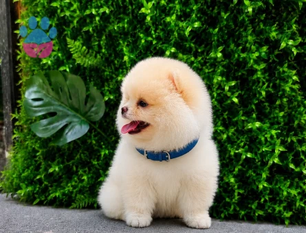 Premium Teddy Face Pomeranian Boo Erkek | Ruhsatlı Üretim | Show Kalite - 5745 - Görsel 2
