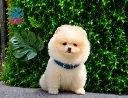 Premium Teddy Face Pomeranian Boo Erkek | Ruhsatlı Üretim | Show Kalite - 5745 - Görsel 4