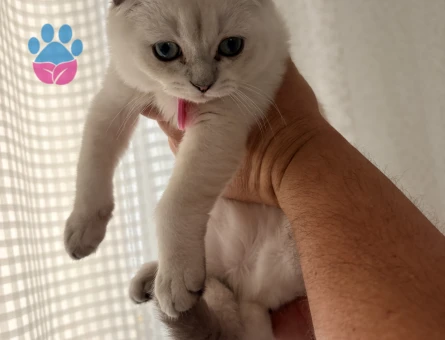 Scottish Fold 2 Aylık Bebeğimi Sahiplendiriyorum - 5751