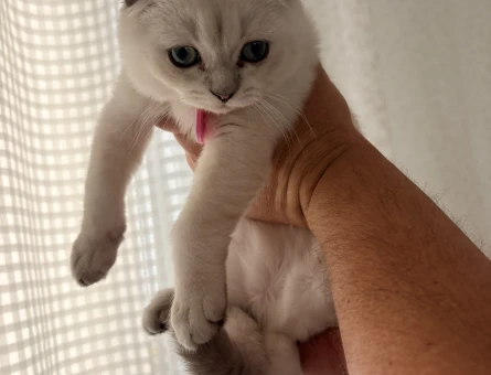 Scottish Fold 2 Aylık Bebeğimi Sahiplendiriyorum - 5751