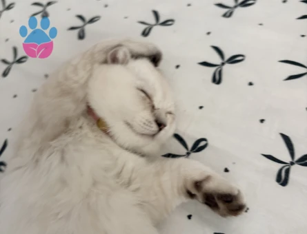 Scottish Fold 2 Aylık Bebeğimi Sahiplendiriyorum