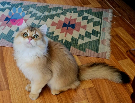 Golden british longhair 4 Aylık - 5753