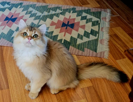 Golden british longhair 4 Aylık - 5753