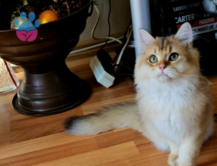 Golden british longhair 4 Aylık