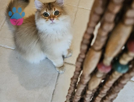 Golden british longhair 4 Aylık