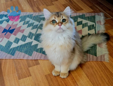 Golden british longhair 4 Aylık