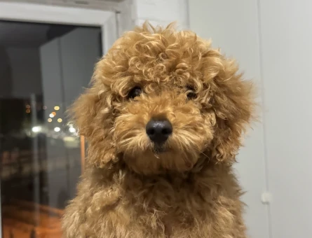 Ankara Yenimahalle yavru toy poodle - 5758
