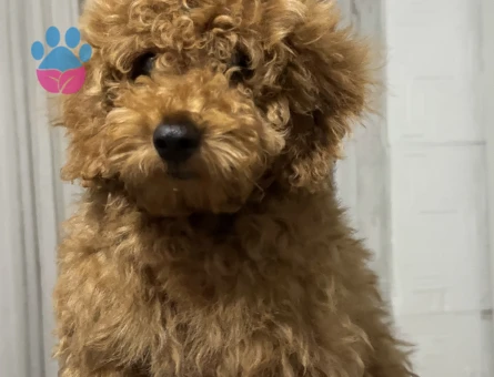 Ankara Yenimahalle yavru toy poodle