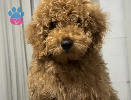 Ankara Yenimahalle yavru toy poodle