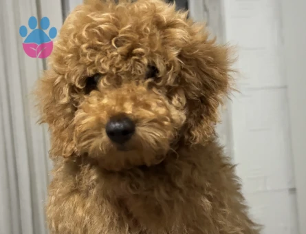 Ankara Yenimahalle yavru toy poodle