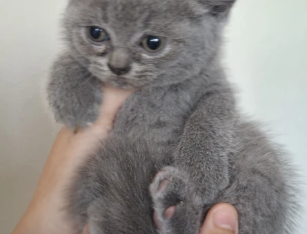 Adana British Shorthair Yavrular - 5759