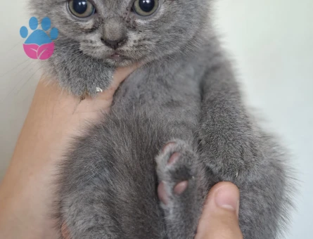 Adana British Shorthair Yavrular