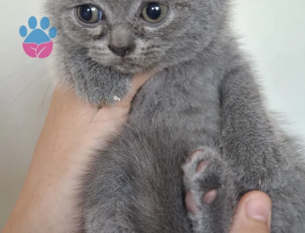 Adana British Shorthair Yavrular