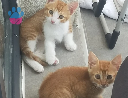 10 adet yavru kedi