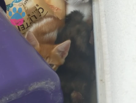 10 adet yavru kedi
