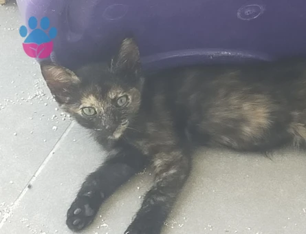 10 adet yavru kedi