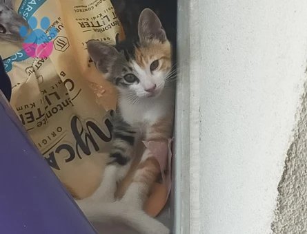 10 adet yavru kedi