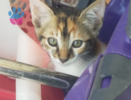 10 adet yavru kedi