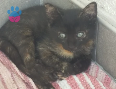 10 adet yavru kedi