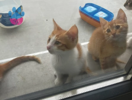 10 adet yavru kedi