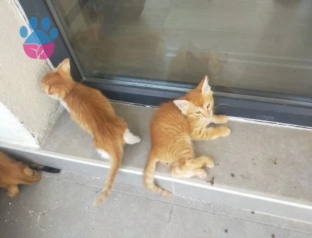 10 adet yavru kedi