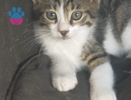 10 adet yavru kedi