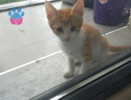 10 adet yavru kedi