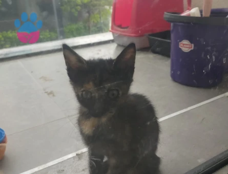 10 adet yavru kedi