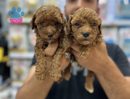 Toy poddle yavrularımız - 5760