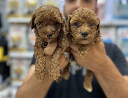 Toy poddle yavrularımız - 5760