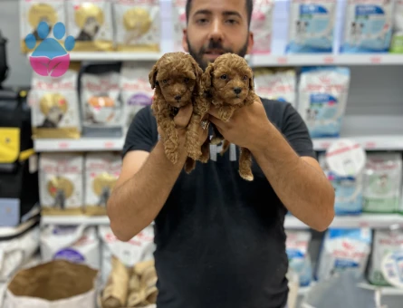 Toy poddle yavrularımız