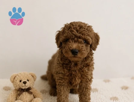 Anne Altından Red Brown Toy Poodle Yavrular - 5762
