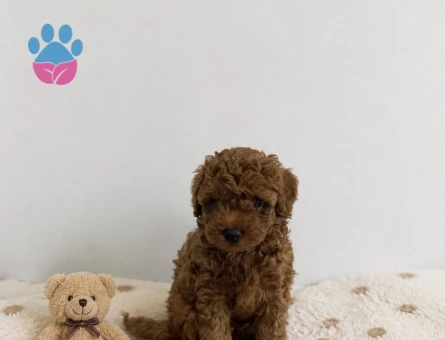 Anne Altından Red Brown Toy Poodle Yavrular - 5762 - Görsel 5
