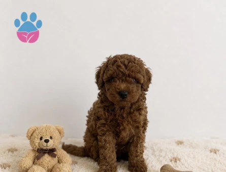 Anne Altından Red Brown Toy Poodle Yavrular - 5762 - Görsel 3