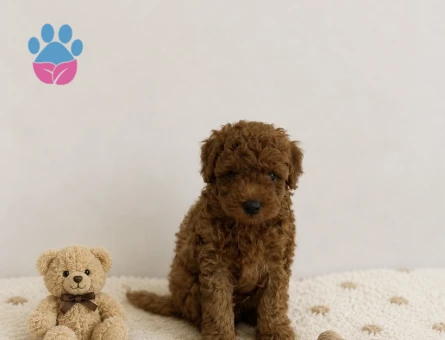 Anne Altından Red Brown Toy Poodle Yavrular - 5762 - Görsel 4