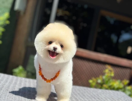 Ayıcık Görünümlü Pomeranian Boo Yavrularımız - 5764