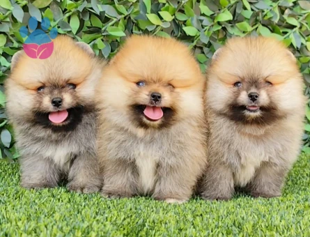 Yavru Pomeranian Boolarımız - 5768