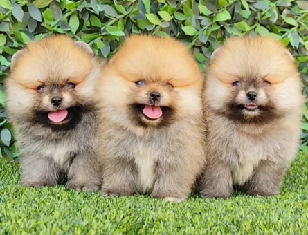 Yavru Pomeranian Boolarımız - 5768