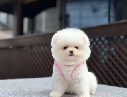 Yavru Pomeranian Boolarımız - 5769