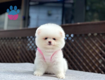 Yavru Pomeranian Boolarımız