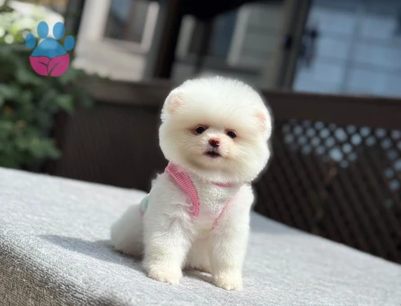 Yavru Pomeranian Boolarımız