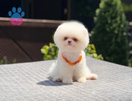 Yavru Pomeranian Boolarımız - 5770