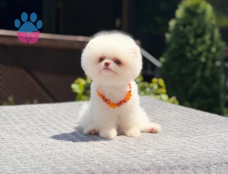 Yavru Pomeranian Boolarımız