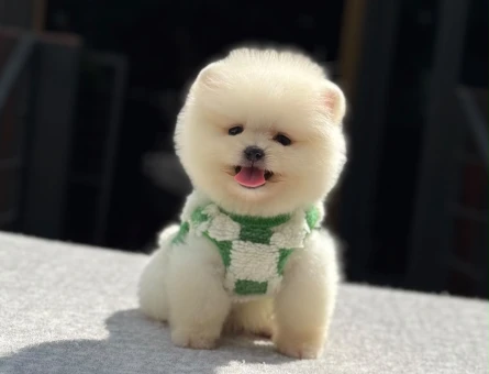 Yavru Pomeranian Boolarımız - 5771