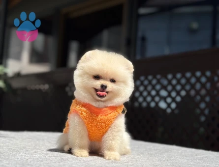 Yavru Pomeranian Boolarımız - 5772