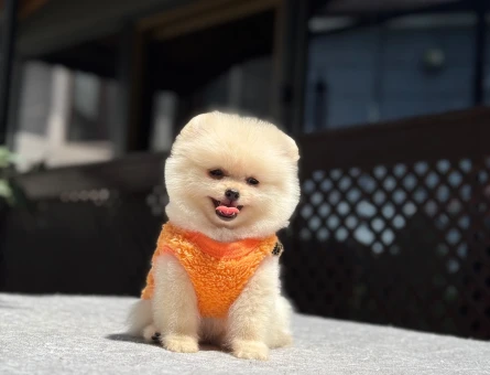 Yavru Pomeranian Boolarımız - 5772