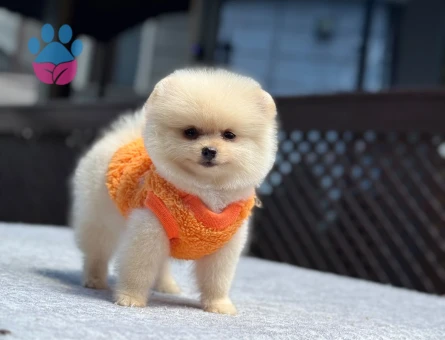 Yavru Pomeranian Boolarımız